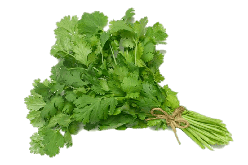 CORIANDER LEAVES(1 BUNCH)