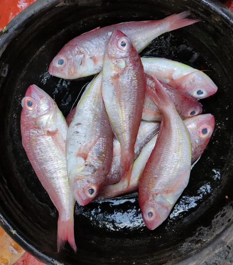 [664648826554] Seafood Delight Thread Bream Kilimeen Cleaned 700gm